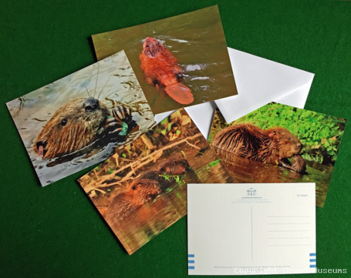 Beaver postcards , pack of 4, with envelopes product photo